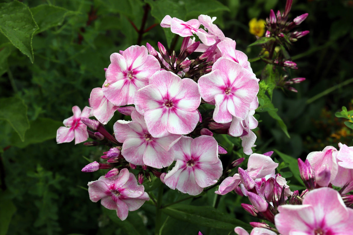 20 semillas de flores nativas de colibrí, Phlox de pradera, Maculata, colores mixtos, Wild Sweet William