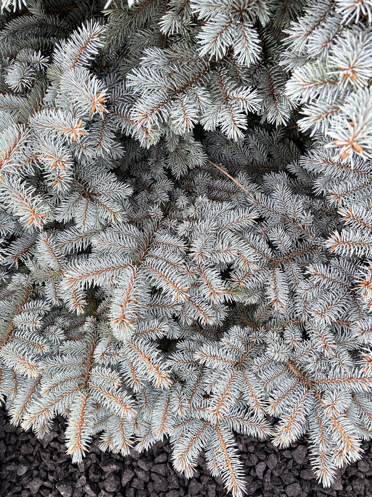 50 semillas de abeto azul de Colorado, árbol de Navidad, abeto blanco plateado, abeto perenne.