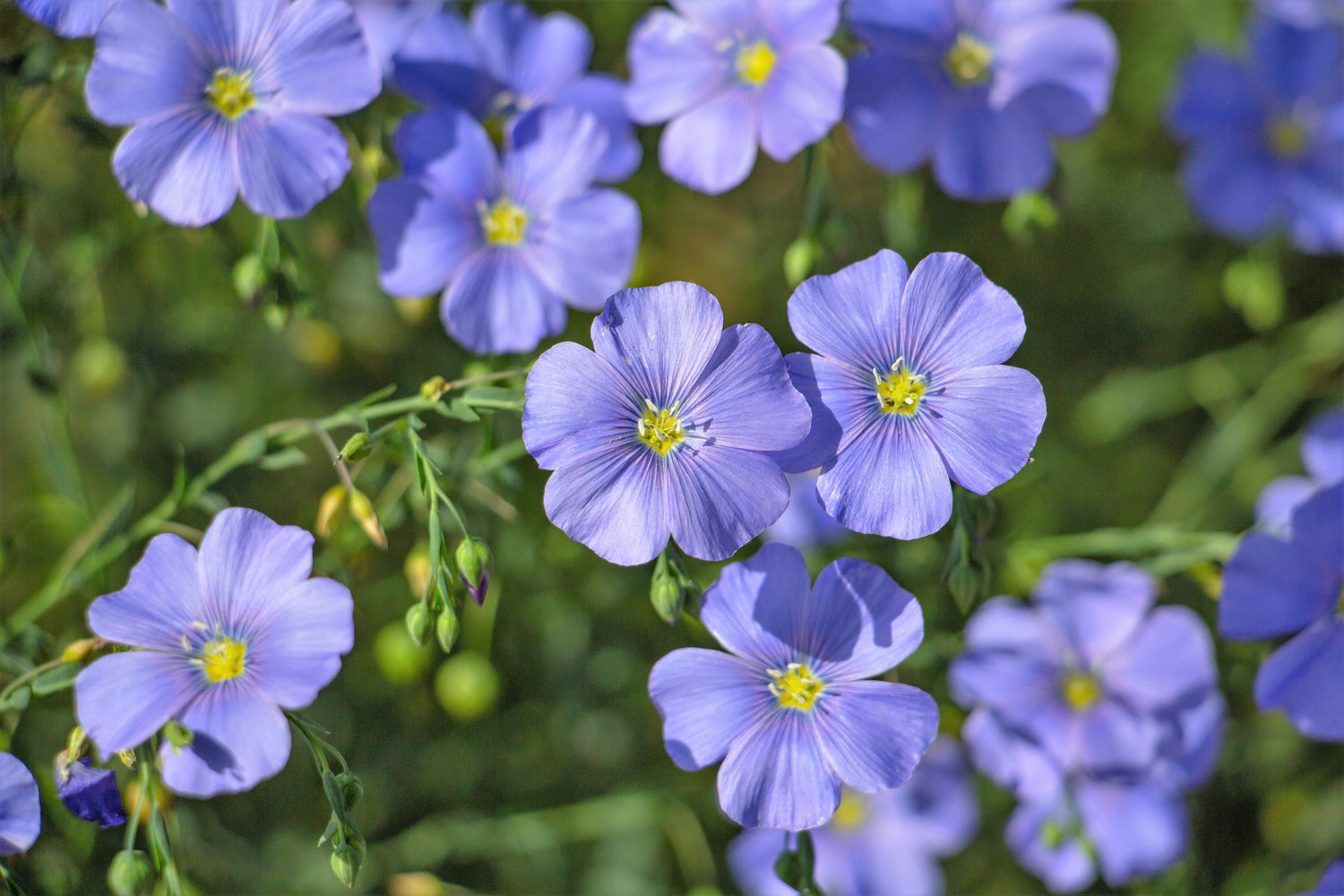100 semillas de flores de lino azul (lino de pradera / lino azul de Lewis) Linum Perenne Lewisii
