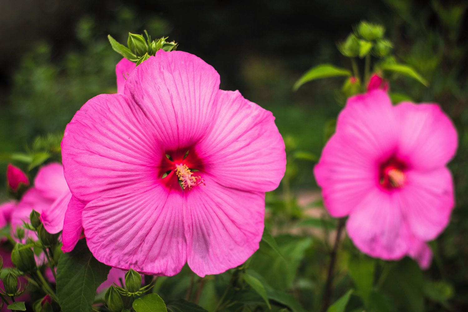25 semillas de flores de Hibiscus Moscheutos de color rosa intenso y resistente de Grenache Vintage