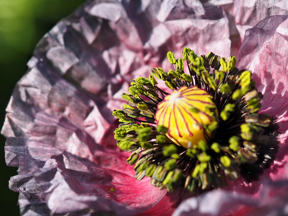 50 semillas orgánicas de amapola gris increíble, Papaver rhoeas, flores de color gris plateado