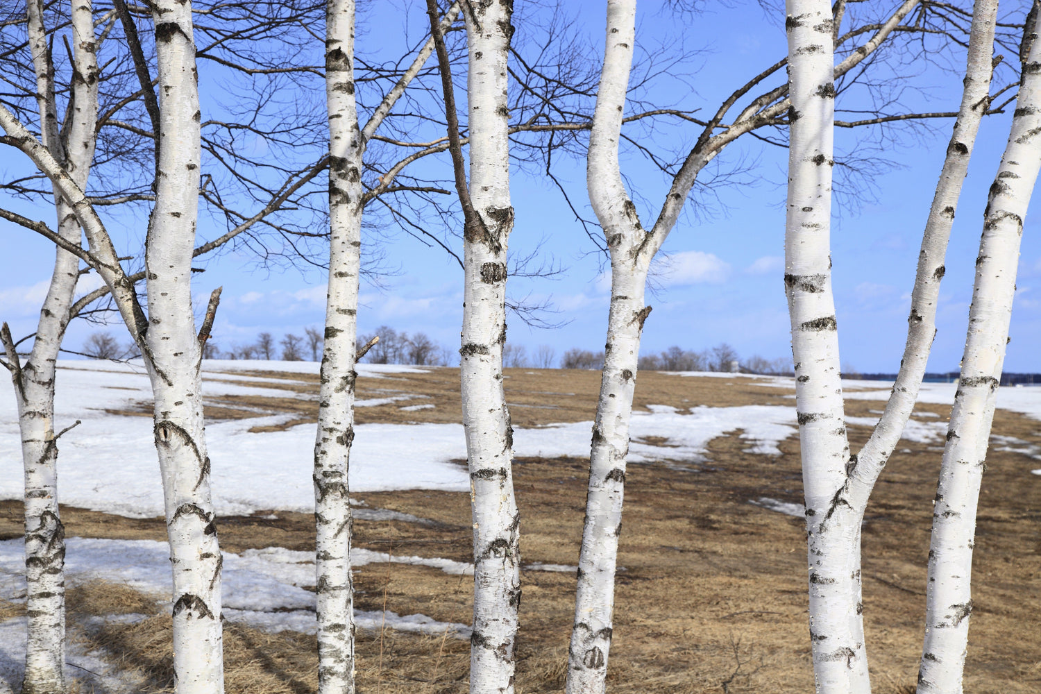 100 semillas de abedul japonés blanco (Betula platyphylla japonica)