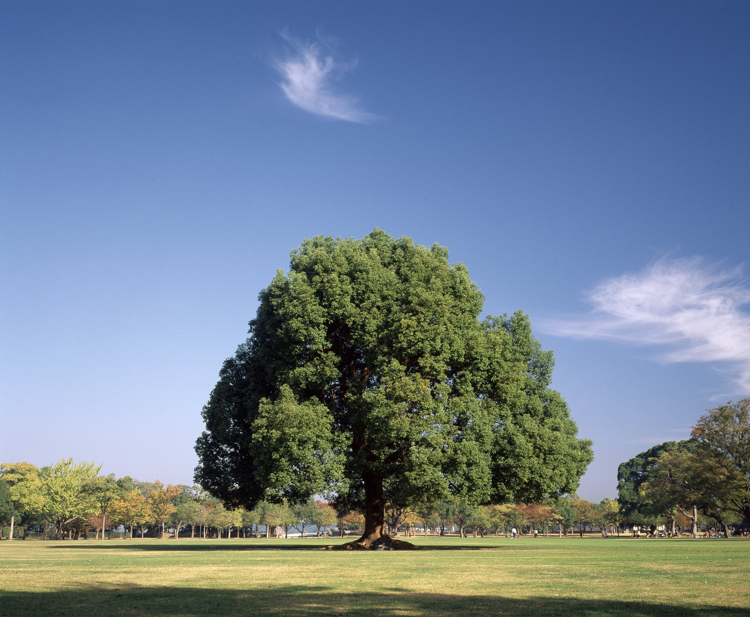 5 ÁRBOL DE ALCANFOR Laurel Cinnamomum Camphora Madera de alcanfor Flor blanca Semillas negras