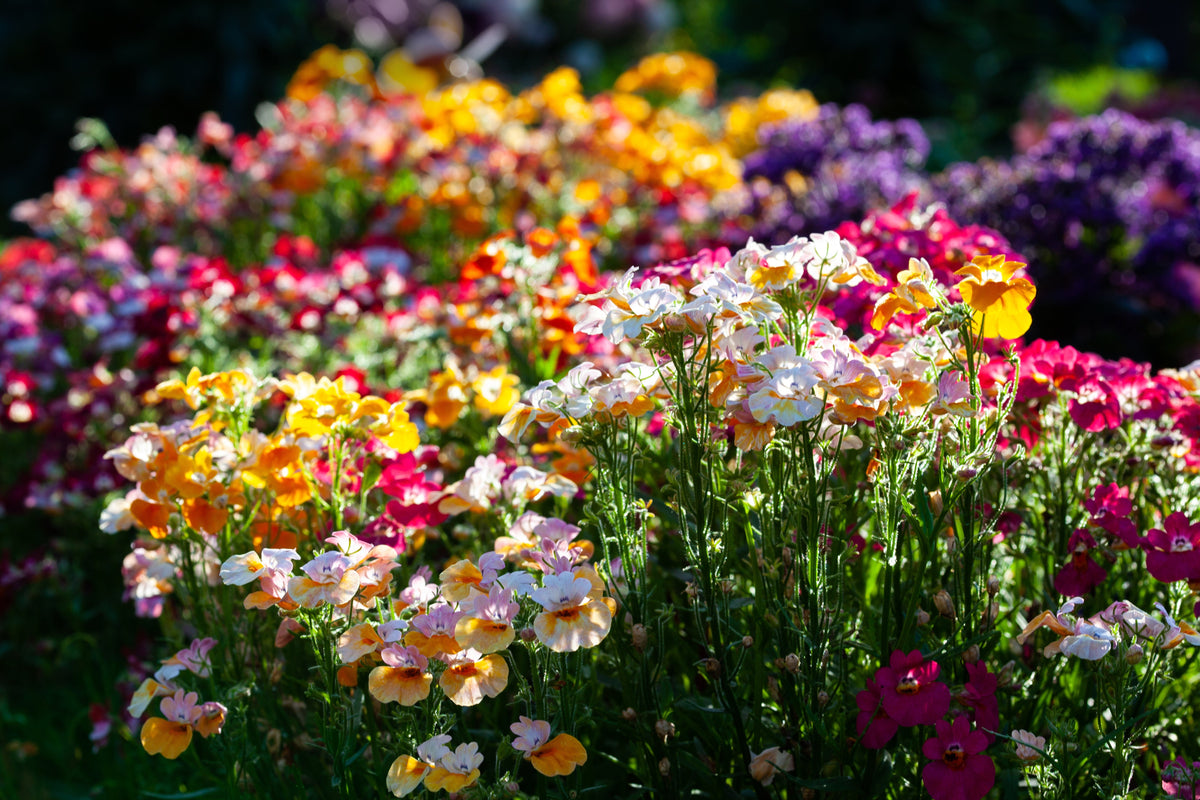 50 semillas de flores de colores mixtos NEMESIA Strumosa CARNIVAL MIX