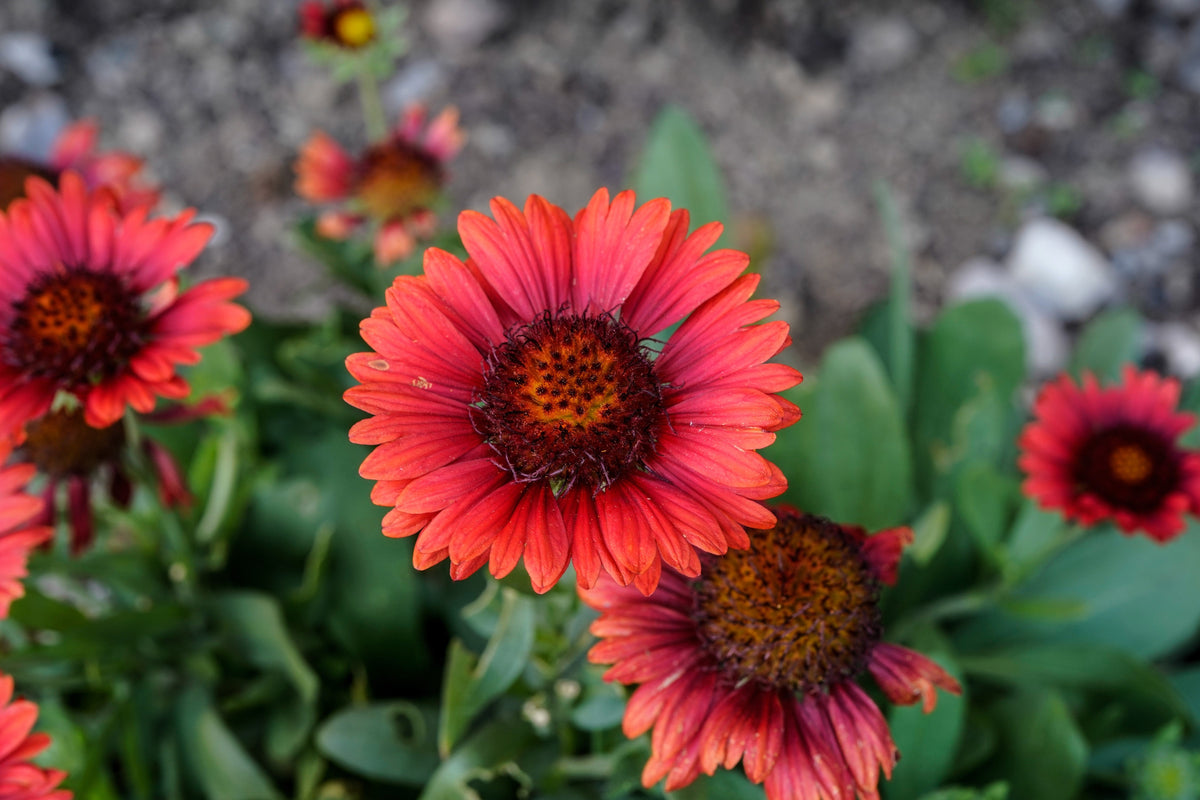 50 semillas de flor de manta india roja GAILLARDIA BORGOÑA