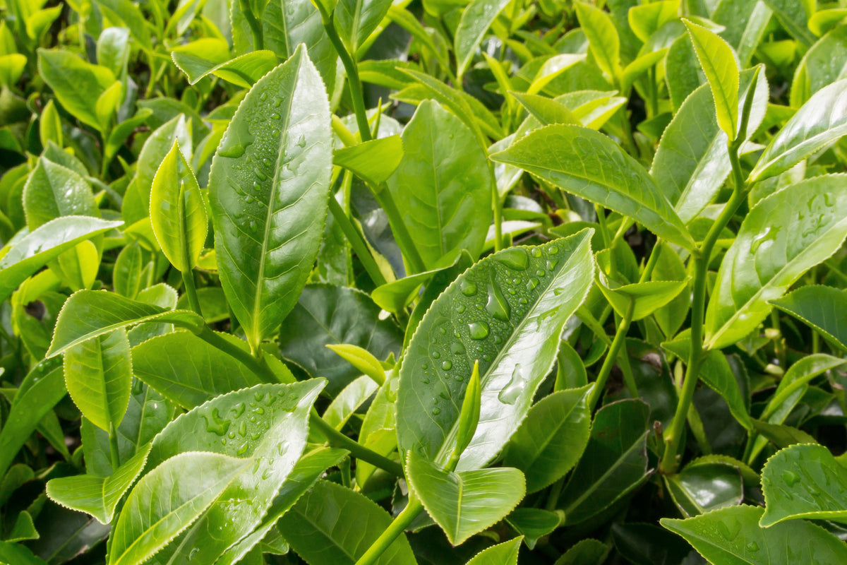 1 lb a granel PLANTA DE TÉ TÉ NEGRO Y VERDE PARA BEBER Camellia Sinensis Árbol Arbusto Hierba Flor - Aprox. 385 Semillas