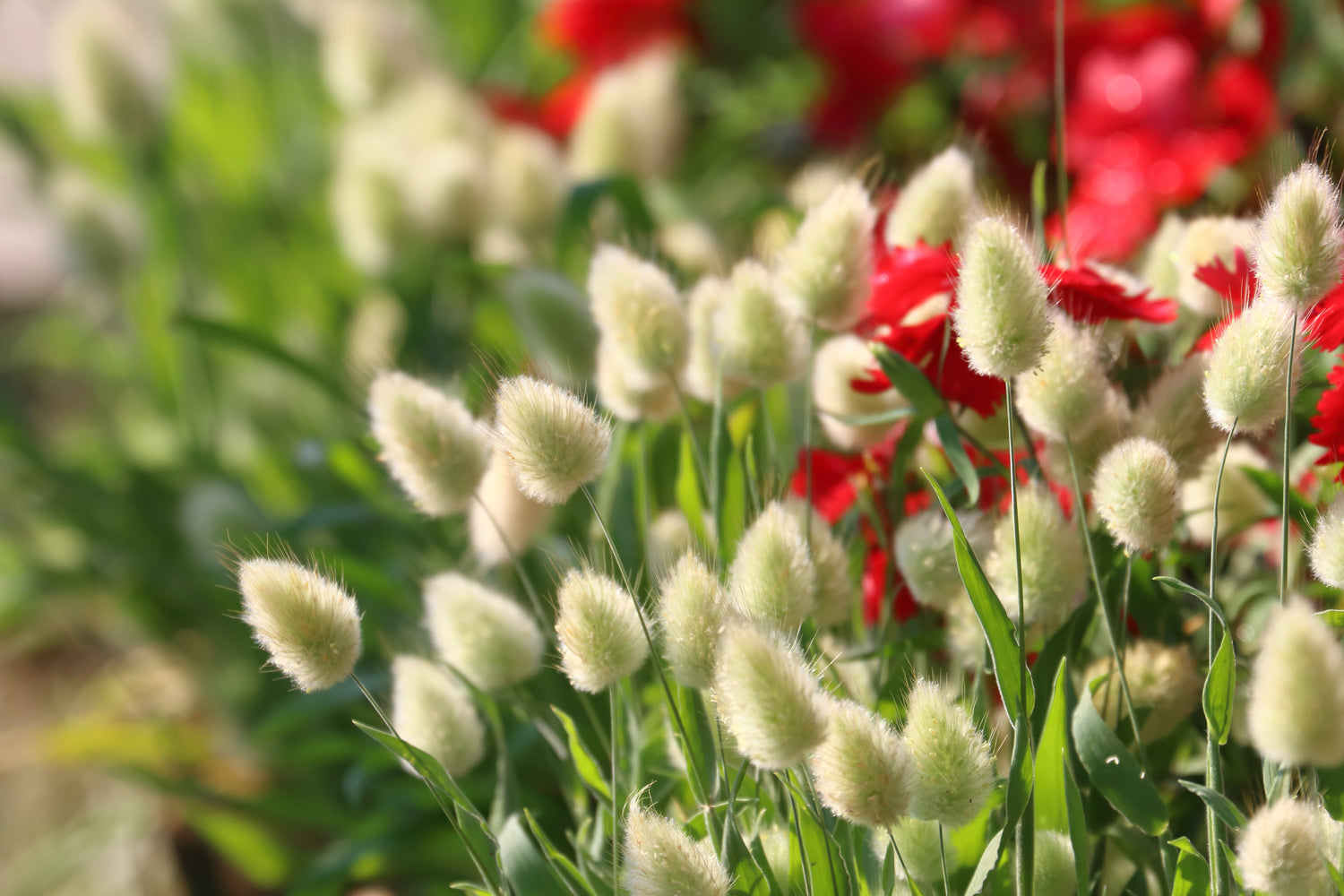 100 semillas de cola de conejo (hierba de cola de liebre) Lagurus ovatus ornamental