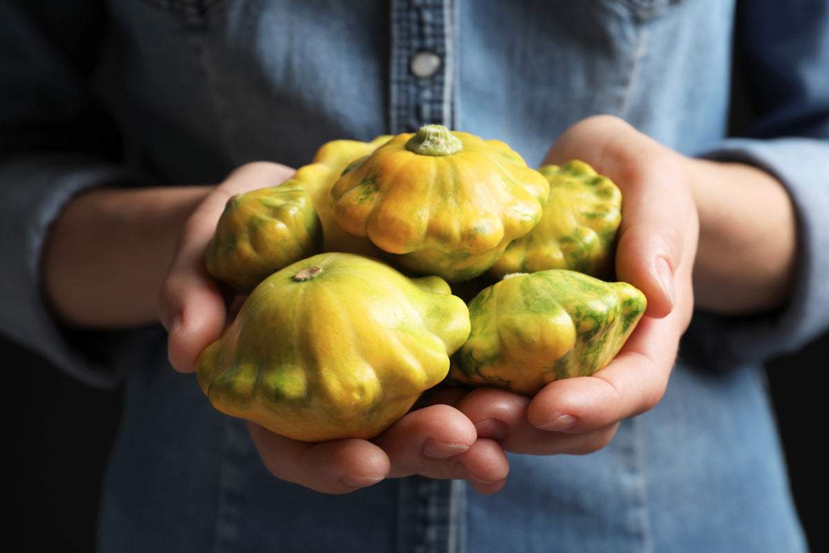 10 semillas de calabaza vieira amarilla dorada (calabaza Patty Pan / Paty Pan / Squanter) de verano Cucurbita Pepo