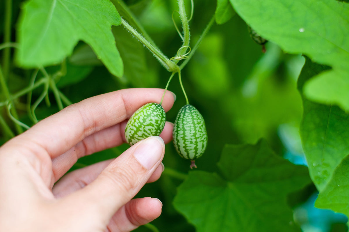 10 CUCAMELON Melothria Scabra Melón Ratón Pepinillo Mexicano Sandía Mini Semillas de Vid de Pepino