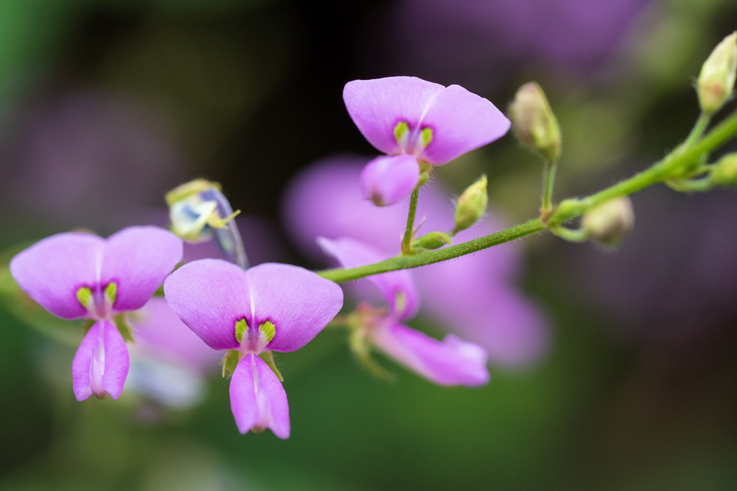 200 semillas de flores de Desmodium Canadense, vistosas, de Trébol Rosado.