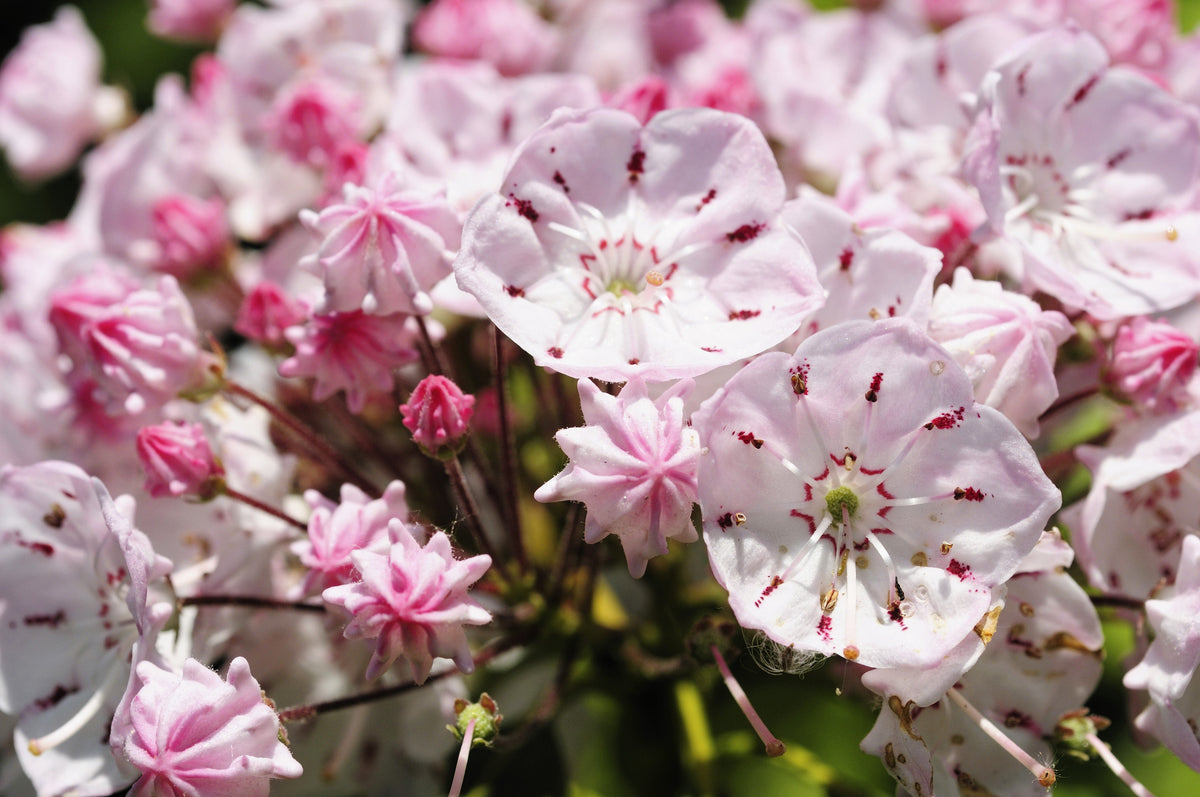 50 semillas de arbusto de laurel de montaña, Kalmia latifolia, blanco, rosa y rojo