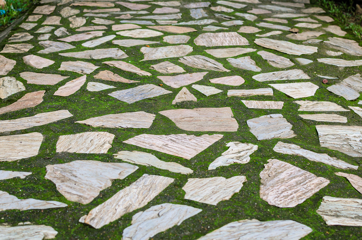 50 semillas de musgo irlandés, brezo, sagina subulata, flores blancas
