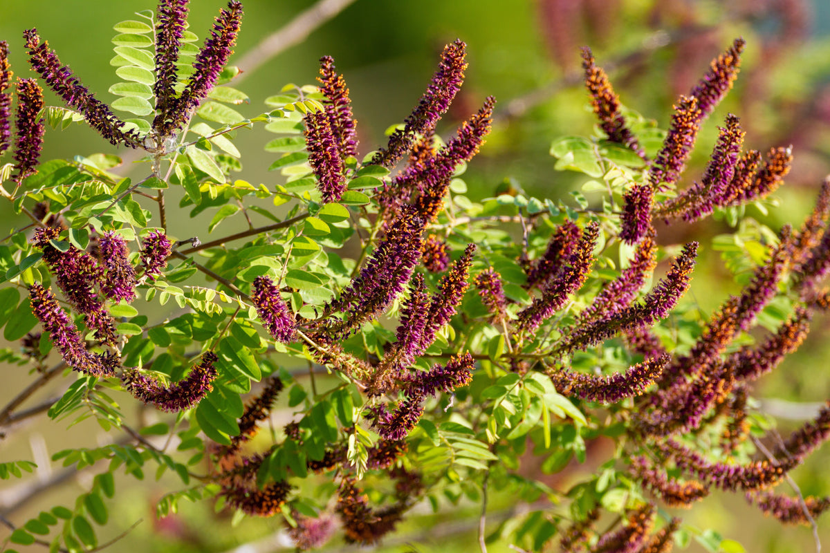 50 semillas de flores de índigo falso aromático (índigo silvestre enano) Amorpha Nana