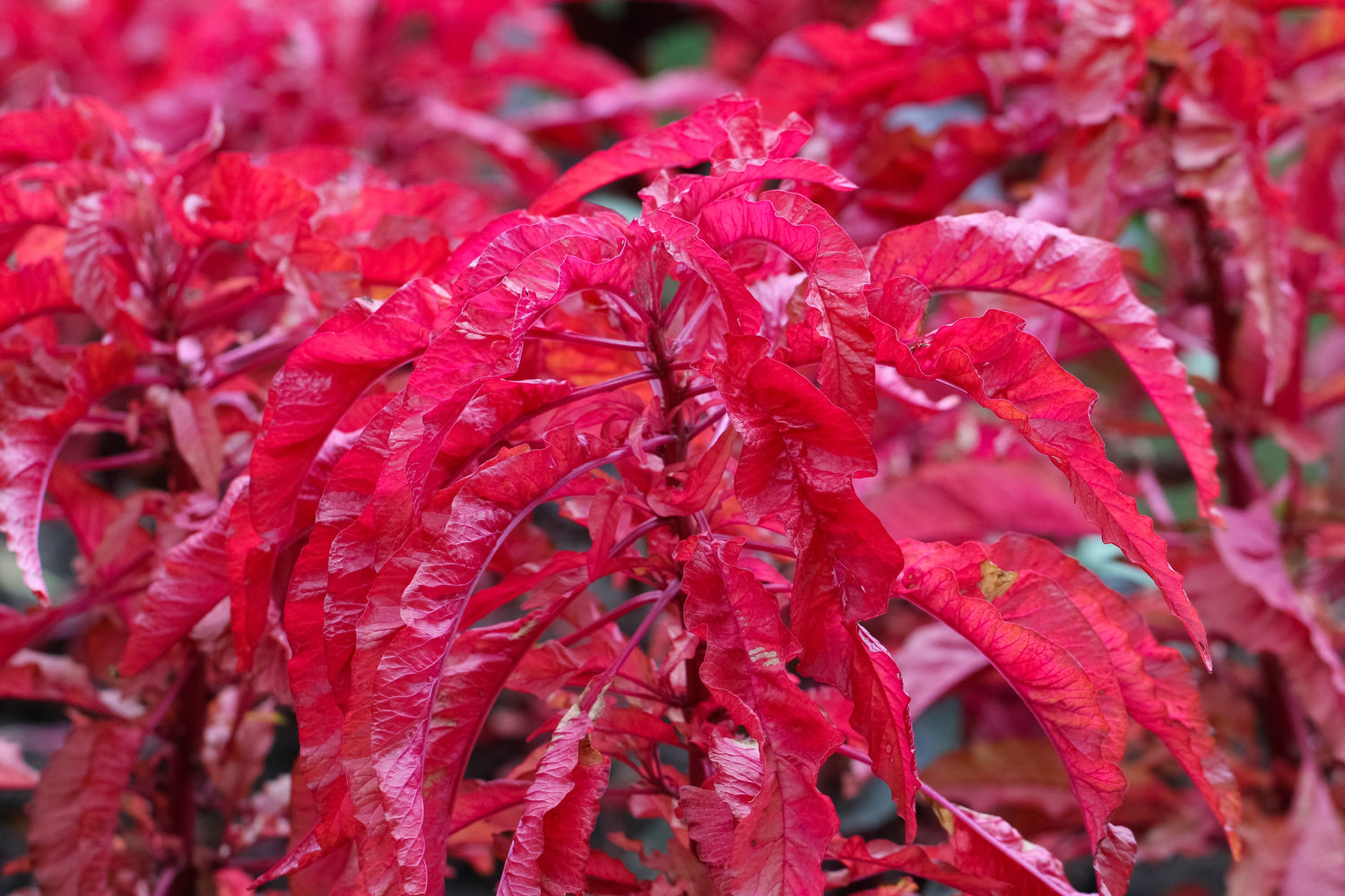 100 semillas de flores de AMARANTHUS Hypochondricus tricolor EARLY SPLENDOR