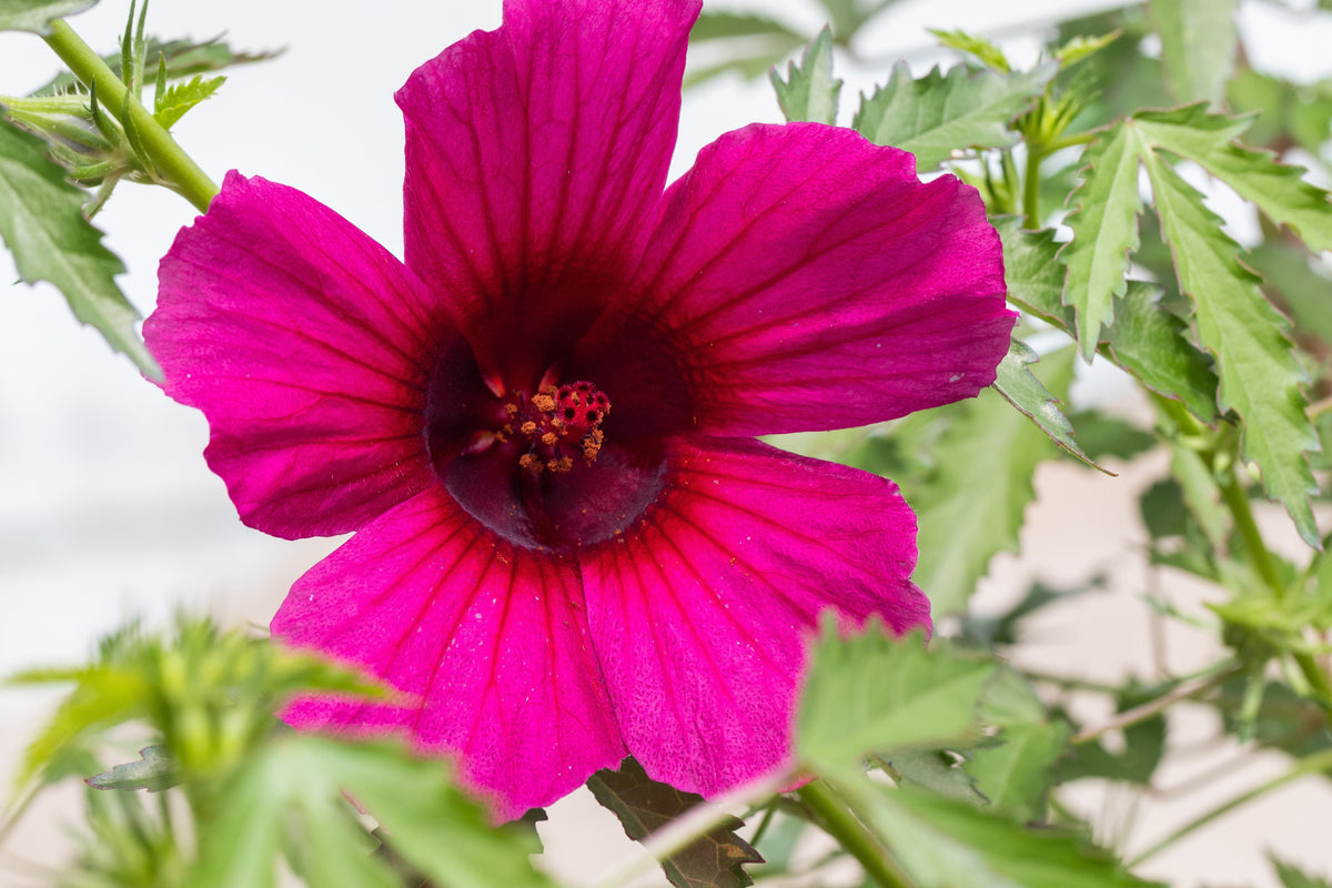10 semillas de flor roja de cáñamo indio (KENAF HIBISCO)
