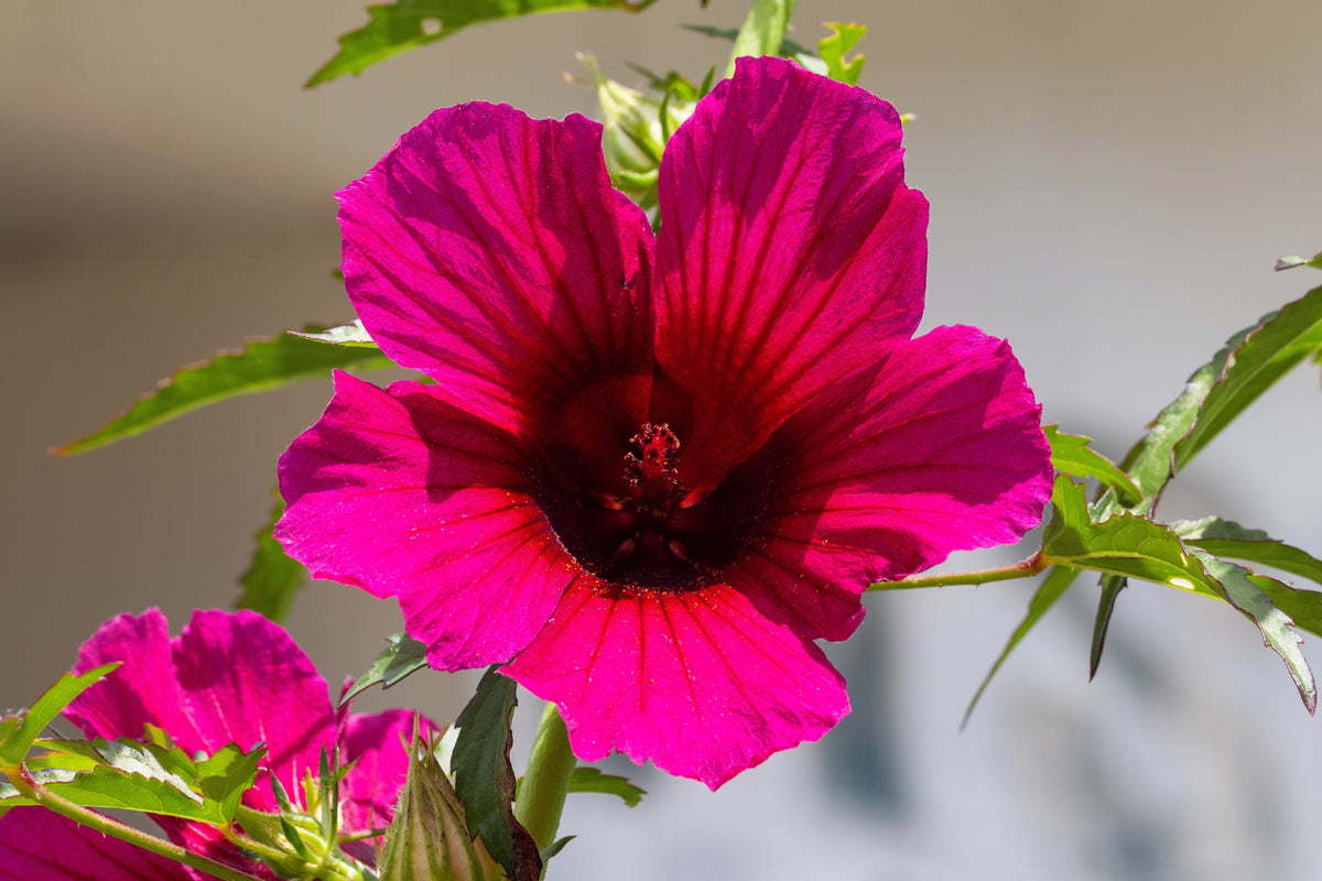 10 semillas de flor roja de cáñamo indio (KENAF HIBISCO)