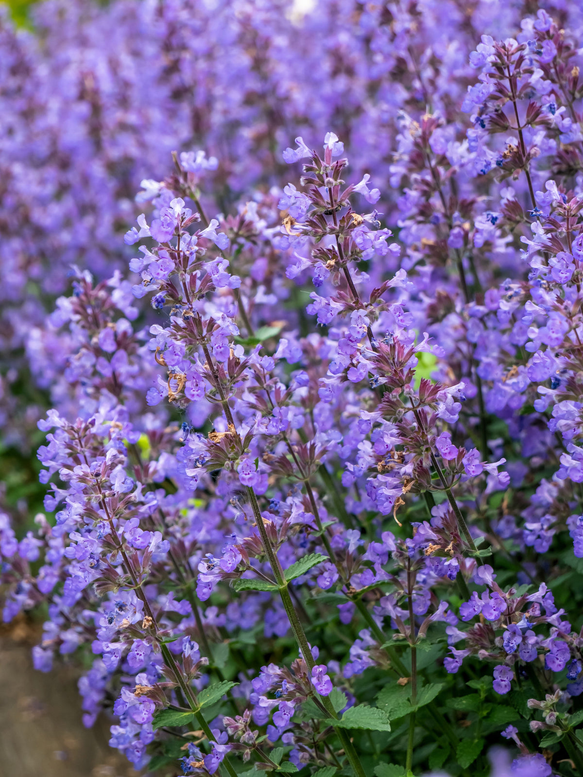 50 semillas de flores de Nepeta Racemosa (menta persa) Mussins