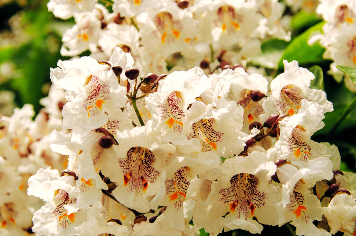 50 semillas de CATALPA Speciosa del Norte (también conocida como Catalpa Occidental o Catawba / Cigarro Indio / Cebo de Pescado) en flor