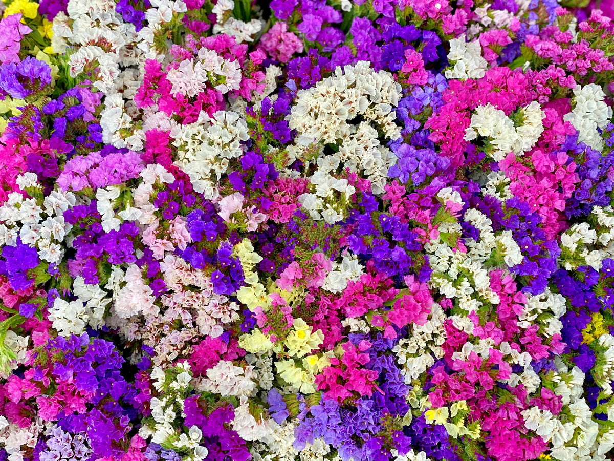50 Pacific Mix STATICE SINUATA Mixed Colors (Sea Lavender) Limonium Latifolia Flower Seeds