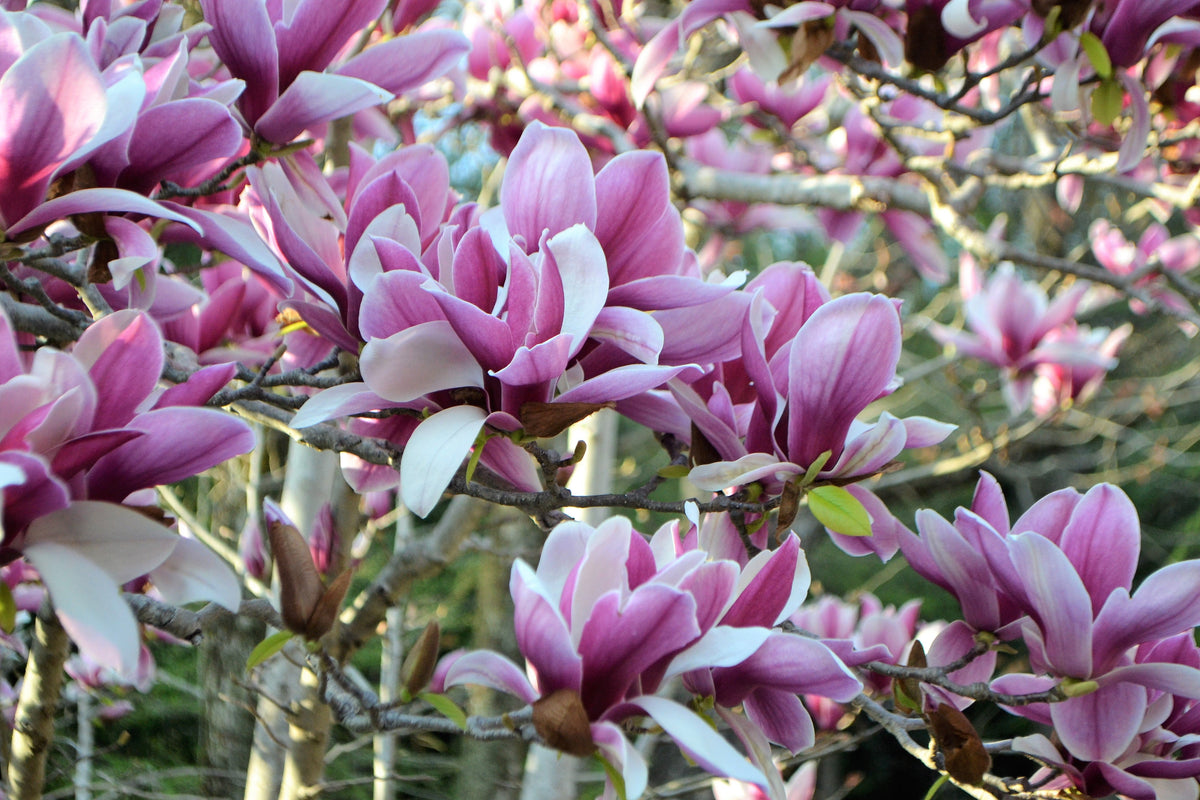 5 semillas de tulipán de flor rosa y blanca de 5 a 10 pulgadas (magnolia de platillo x Soulangeana Denudata y Liliiflora)