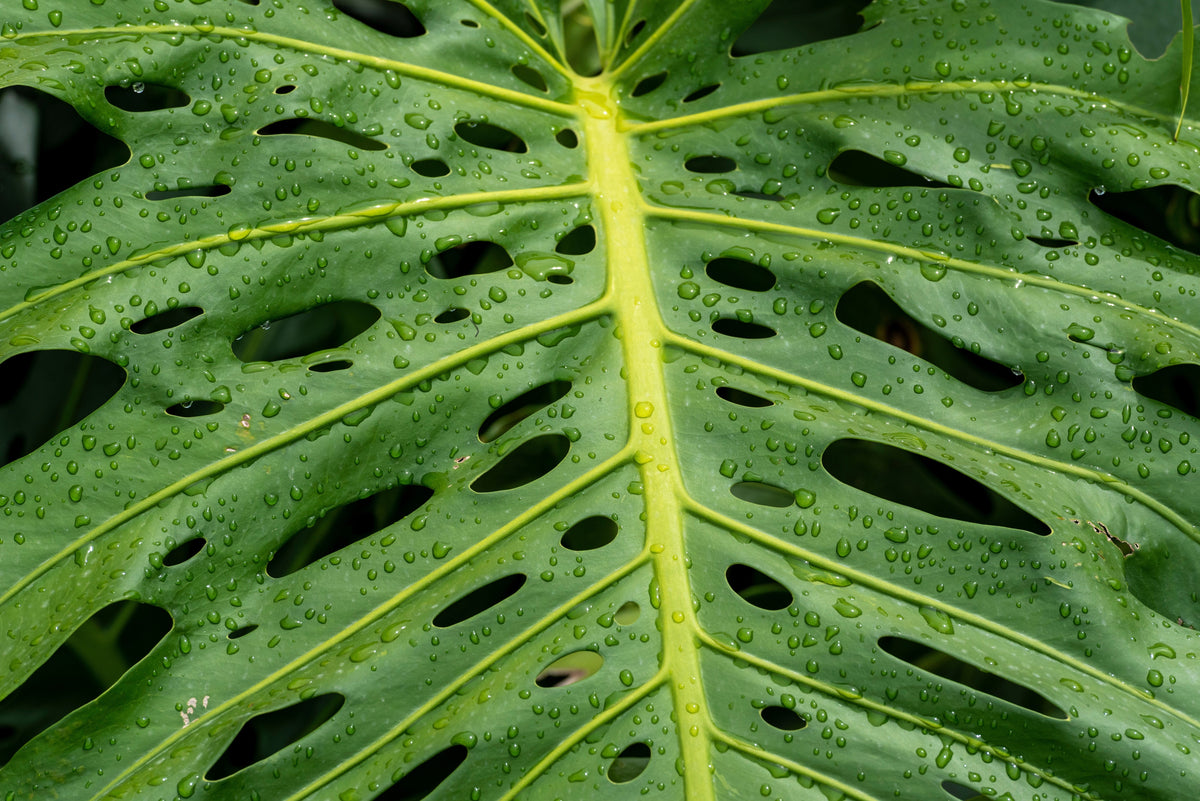 5 semillas orgánicas de filodendro de hoja dividida Monstera Deliciosa, planta de queso suizo