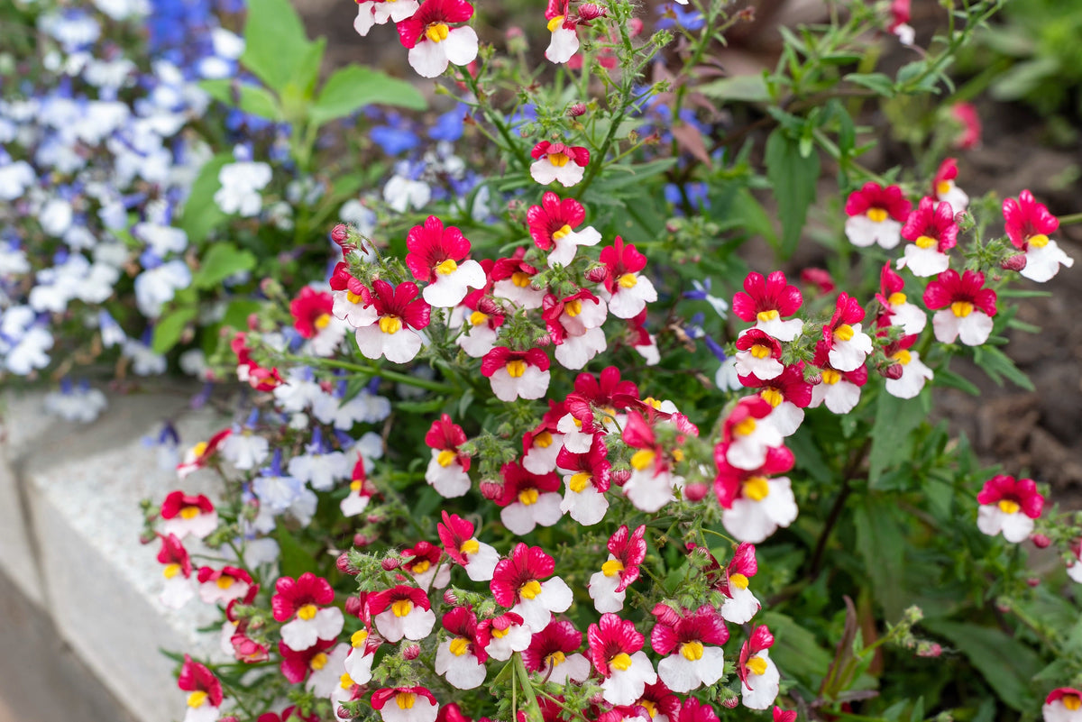 50 semillas de flores bicolores fragantes de NEMESIA Strumosa, bandera danesa, rojas y blancas