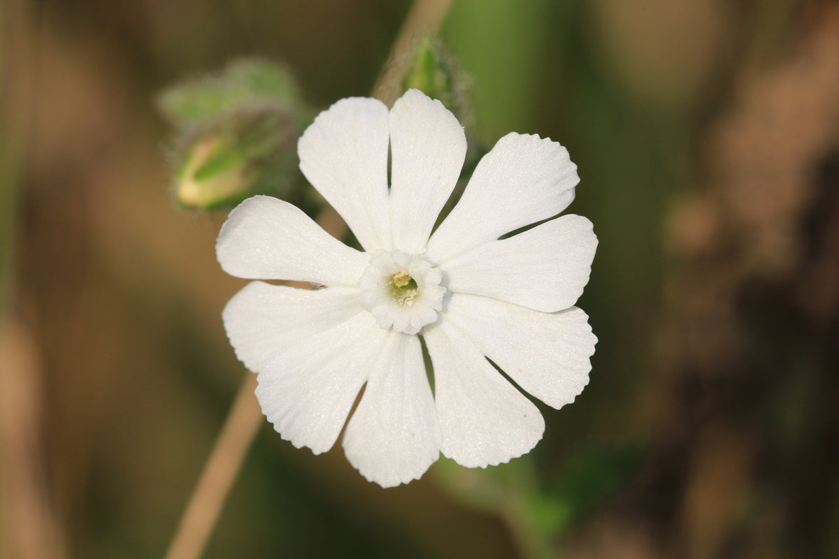 50 semillas de flores de LYCHNIS BLANCO Coronaria Alba (White Rose Collegiate / Evening Lychnis / Silene / White Cockle)