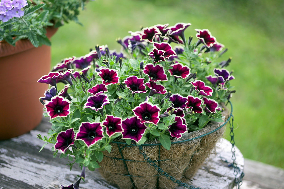 50 semillas de petunia multiflora de colores mixtos PICOTEE MIX, bicolor, blanco, azul, morado, rosa y rojo