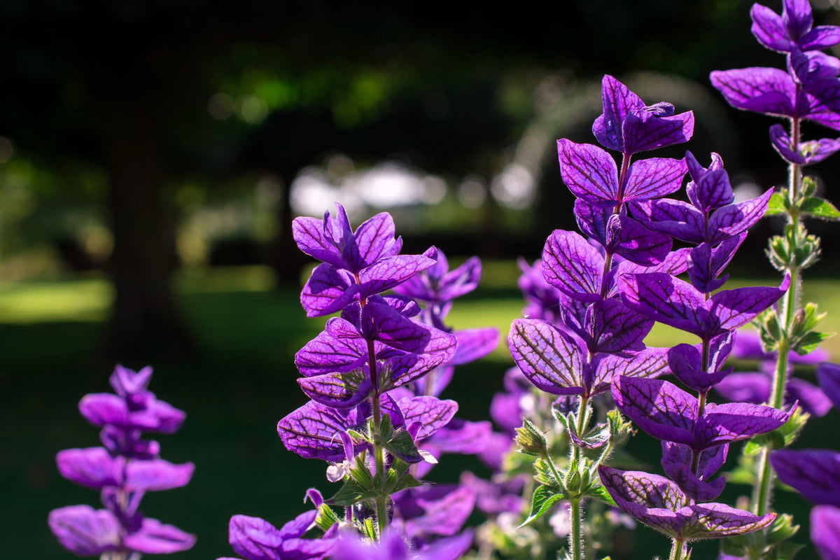 50 semillas de flores de hierba BLUE Monday CLARY SAGE Salvia Viridis Horminum