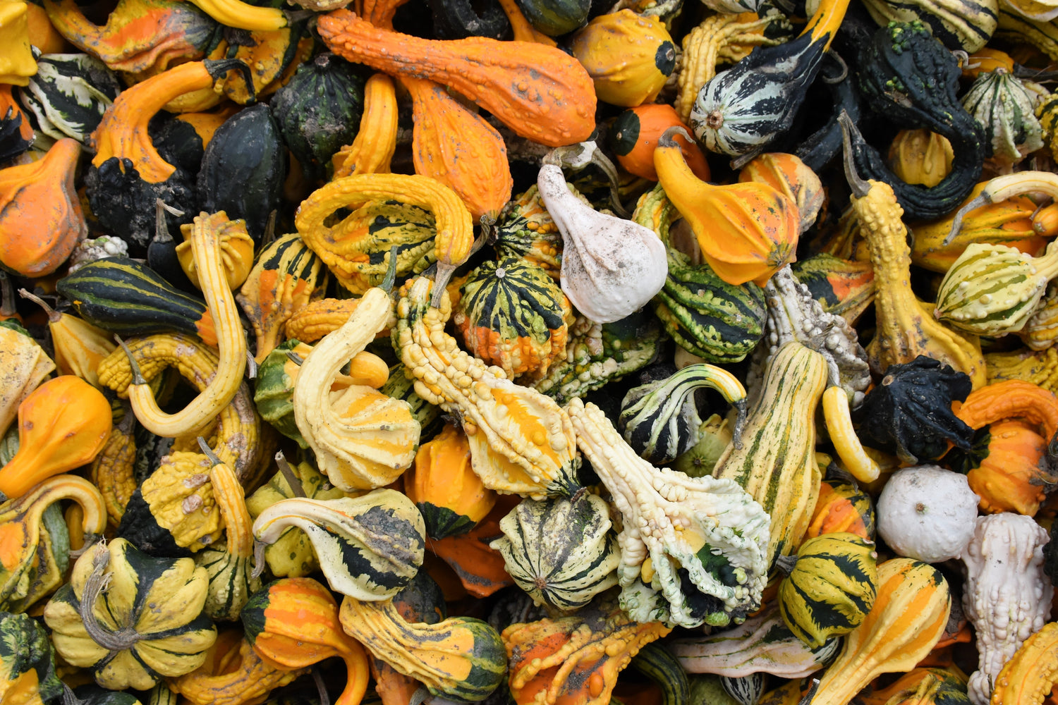 30 Semillas DE CALABAZA MIXTA Lagenaria Siceraria