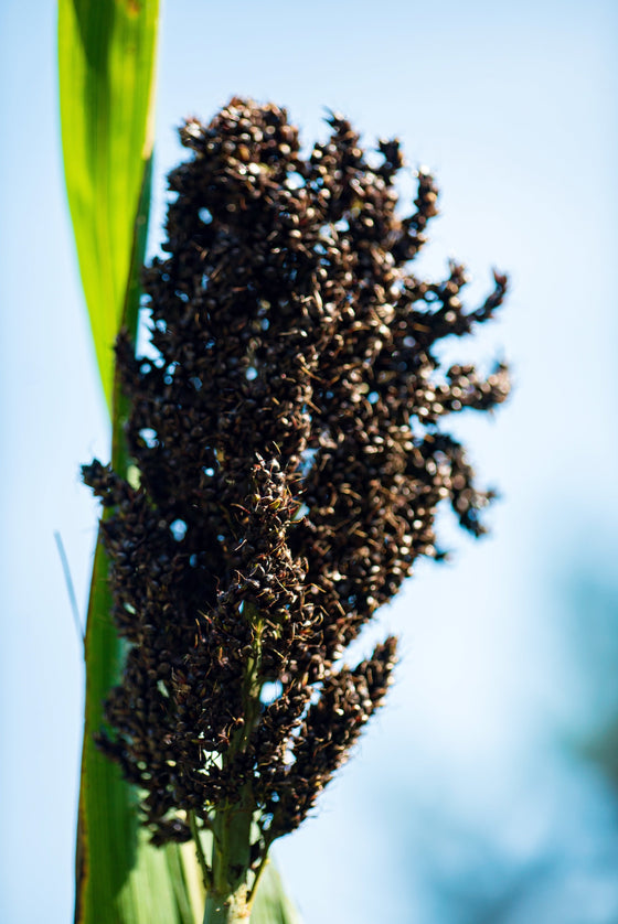 50 semillas orgánicas de sorgo ámbar negro, sorgo de caña de azúcar, semillas de hortalizas de grano bicolor