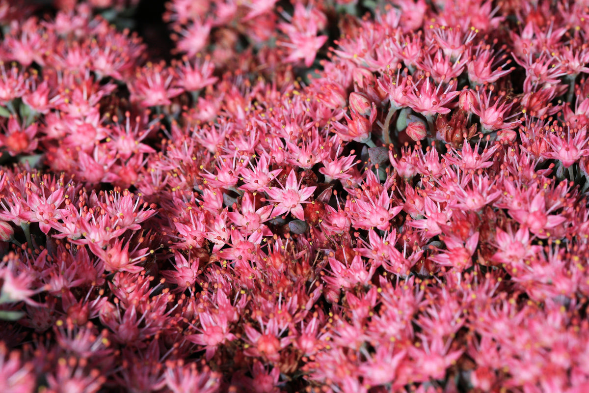 50 Semillas de flores de DRAGONES rojos SANGRE SEDUM Stonecrop Sedum Spurium