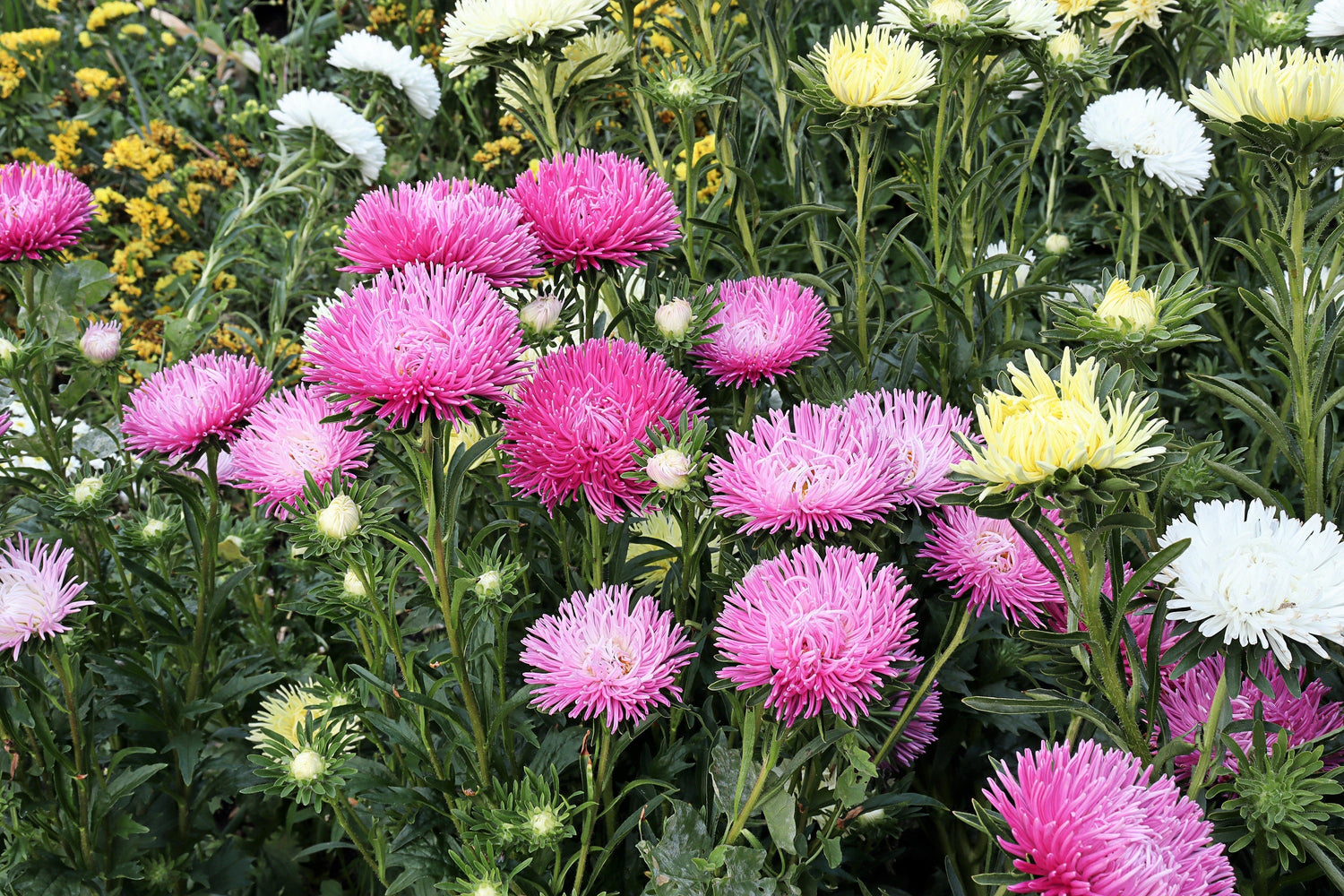 30 semillas de flores de aster rosa de aguja Callistephus Chinensis Unicom