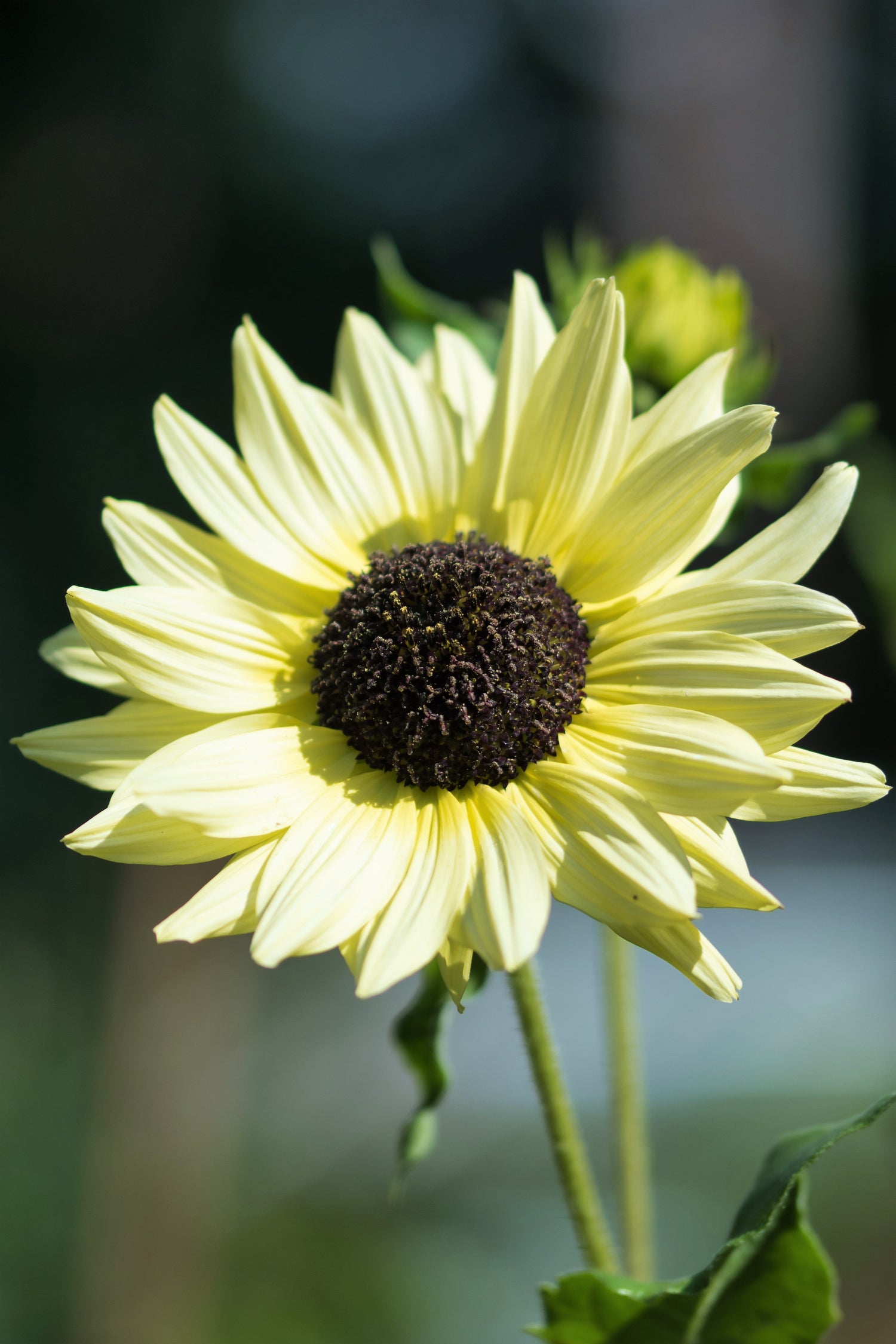 25 semillas de flores de girasol blanco italiano Helianthus Debilis