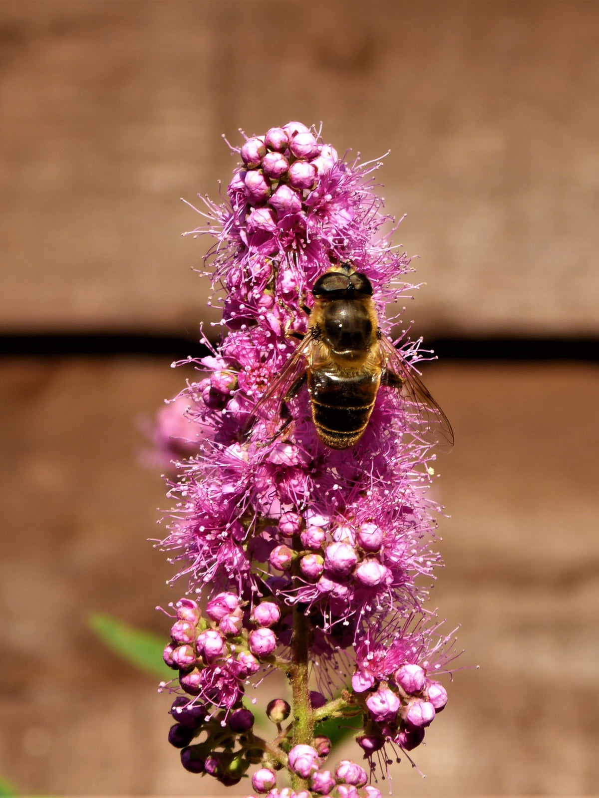 50 semillas de flores de arbusto STEEPLEBUSH rosa Hardhack Meadow Sweet Spirea Spiraea Tomentosa