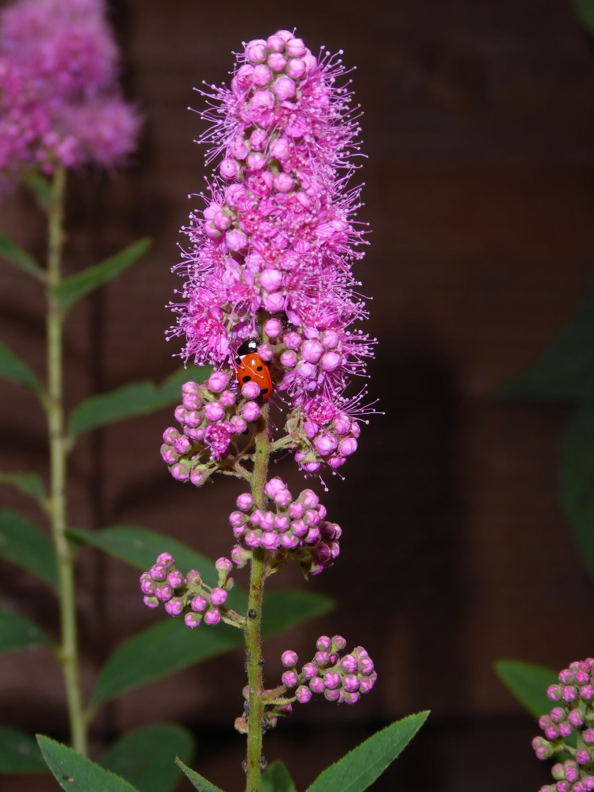 50 semillas de flores de arbusto STEEPLEBUSH rosa Hardhack Meadow Sweet Spirea Spiraea Tomentosa