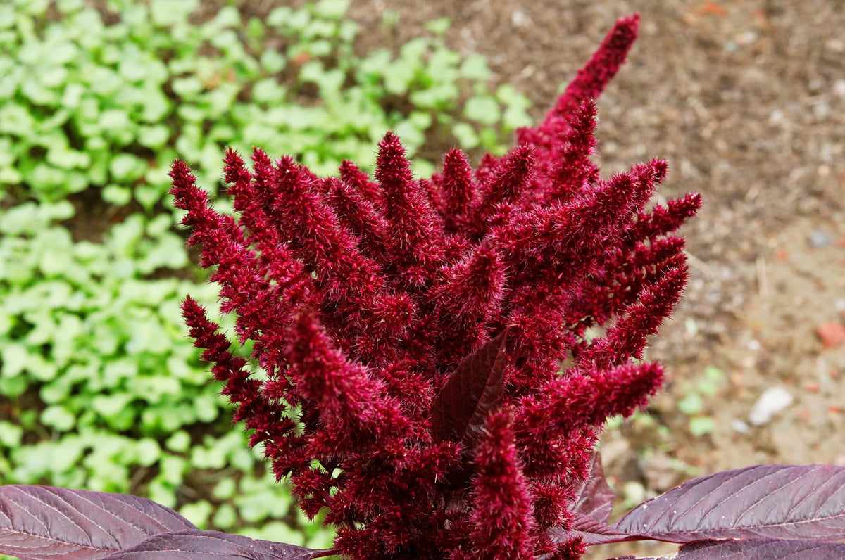 200 semillas de flores de Amaranthus Gangeticus (fuego fundido)