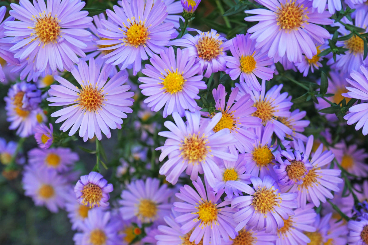 50 semillas de flores de ASTER BOTÓN DE ARROZ AZUL Dumosus