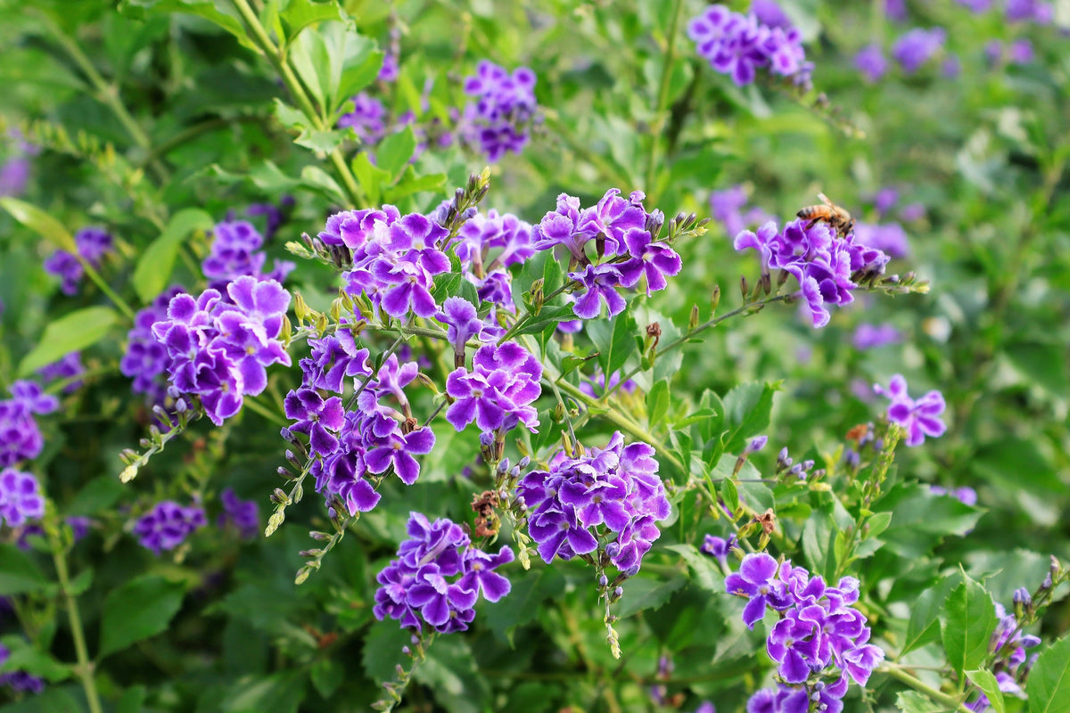 10 semillas de Duranta Erecta Repens, arbusto ornamental de bayas de color naranja, follaje dorado, flores blancas, violetas y moradas.