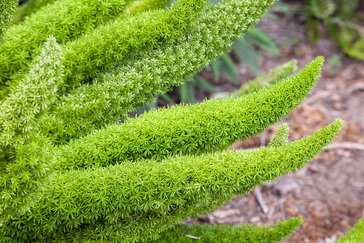 10 semillas de helecho espárrago esmeralda (A. Densiflorus Mazeppa), planta de interior
