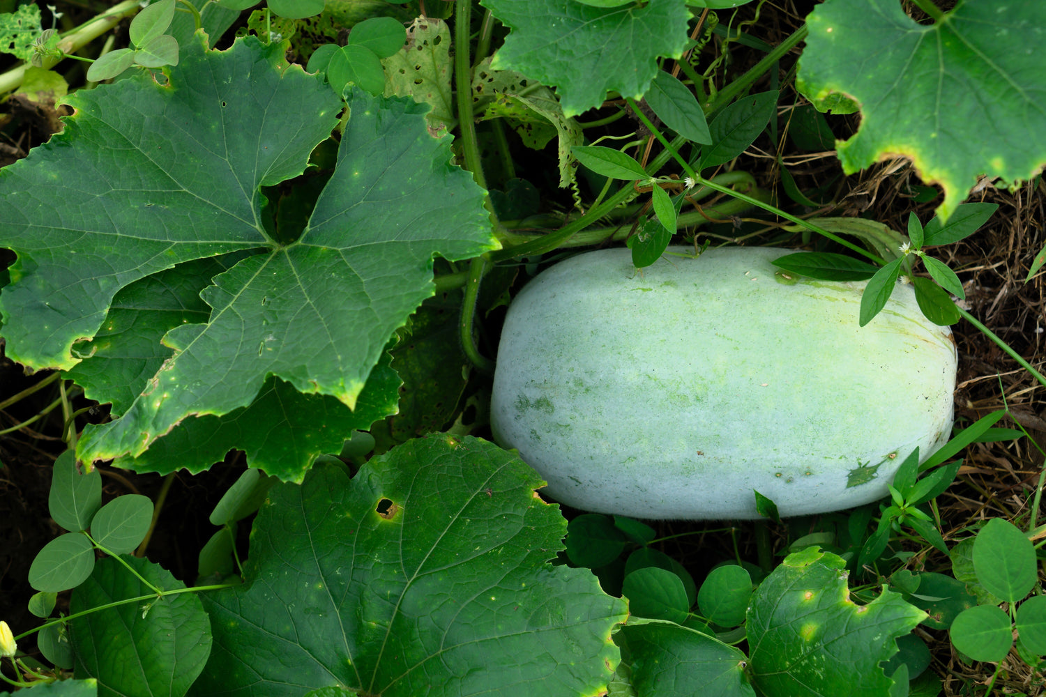 20 semillas de calabaza de cera, melón de invierno, fresno blanco, Benincasa hispida