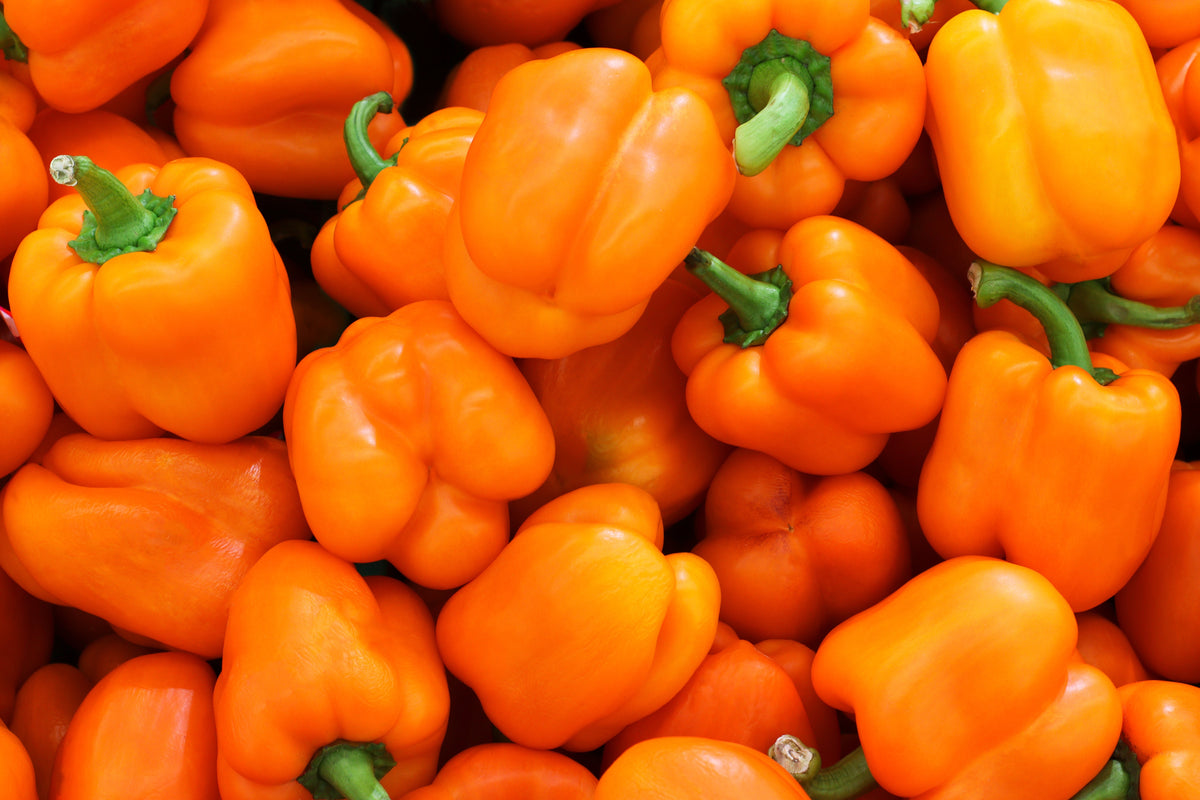 50 semillas de pimiento morrón ORANGE Sun Sweet Capsicum