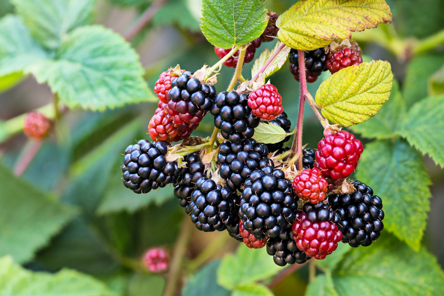 100 semillas de arbusto frutal de mora Rubus Allegheniensis
