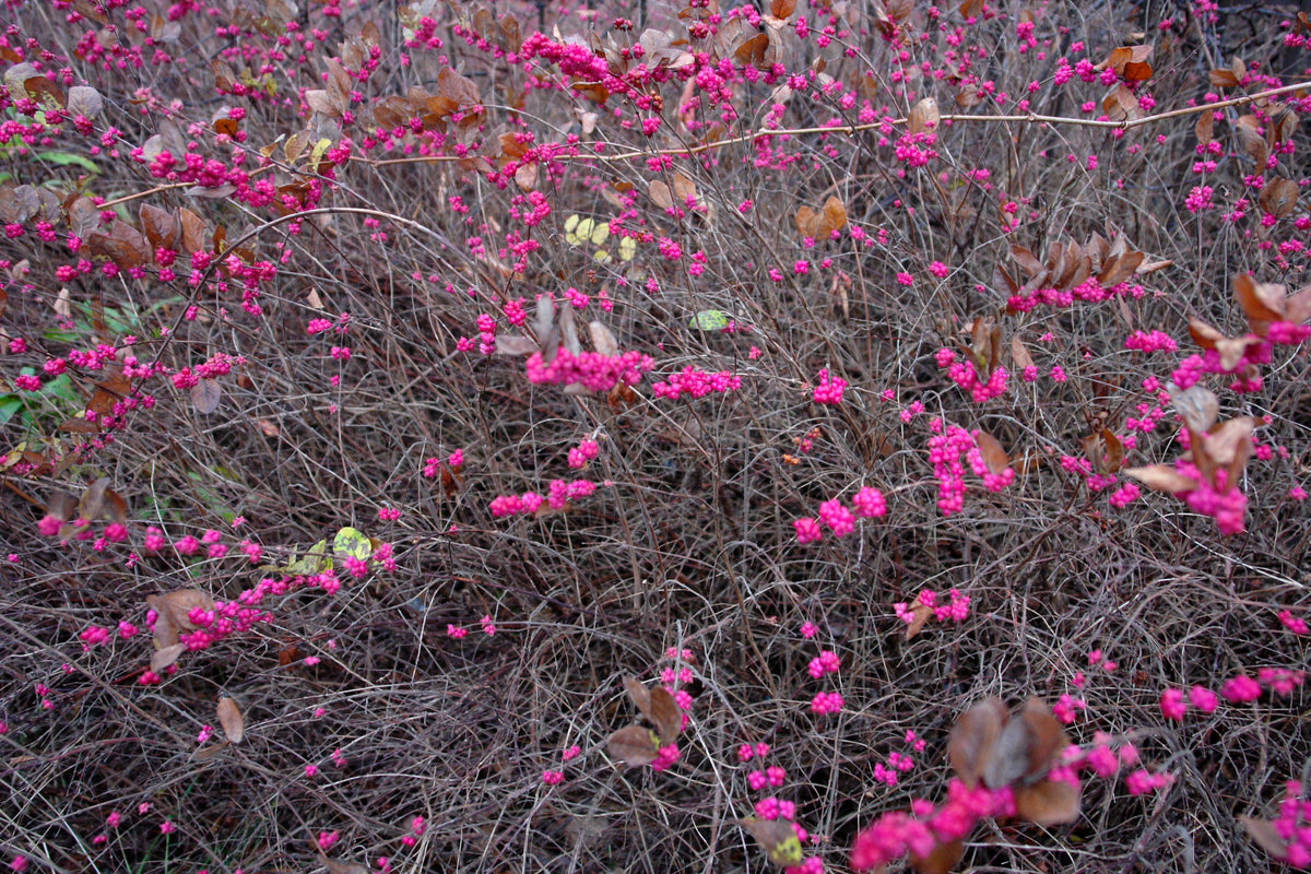 25 semillas de arbusto de flor de CORALBERRY, grosella india rosa, Symphoricarpos Orbiculatus