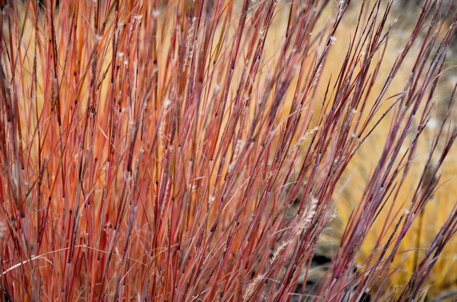 300 semillas de hierba de tallo azul pequeño Schizachyrium Scoparius