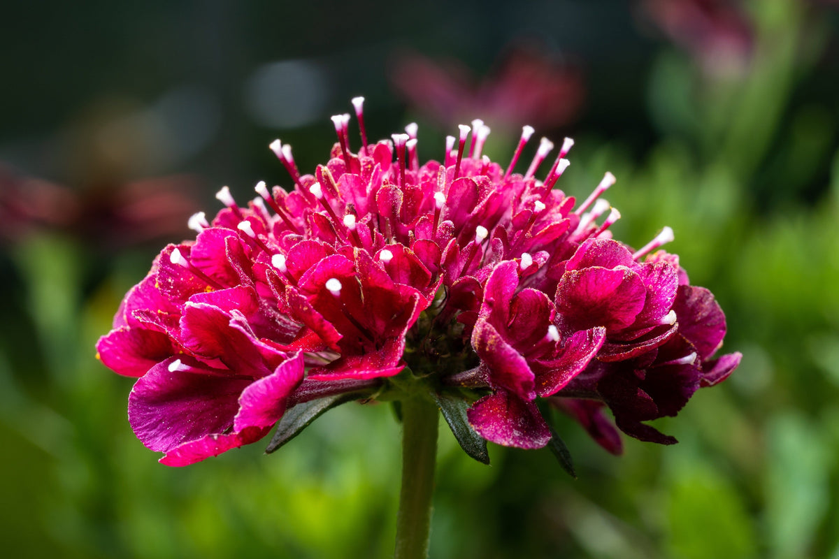 50 SEA THRIFT Armeria Maritima California Sea Pink Cliff Rose Cushion Pink Lavender Native Maritime Flower Seeds