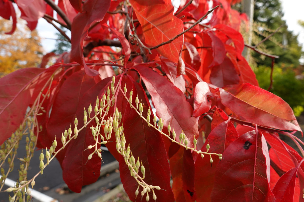50 semillas de flores de lirio de los valles (acedera agria, Oxydendrum arboreum)