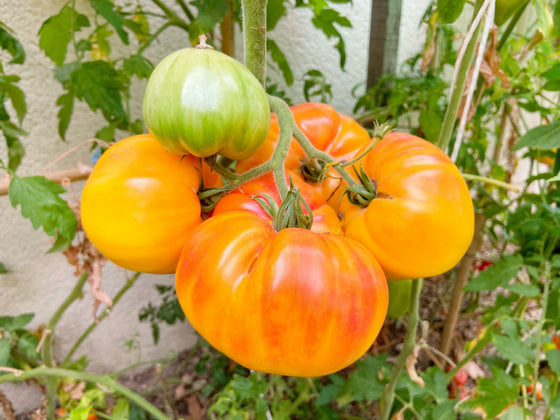 50 PIÑA TOMATE Heirloom Beefsteak Indeterminado Solanum Fruta Vegetal Semillas