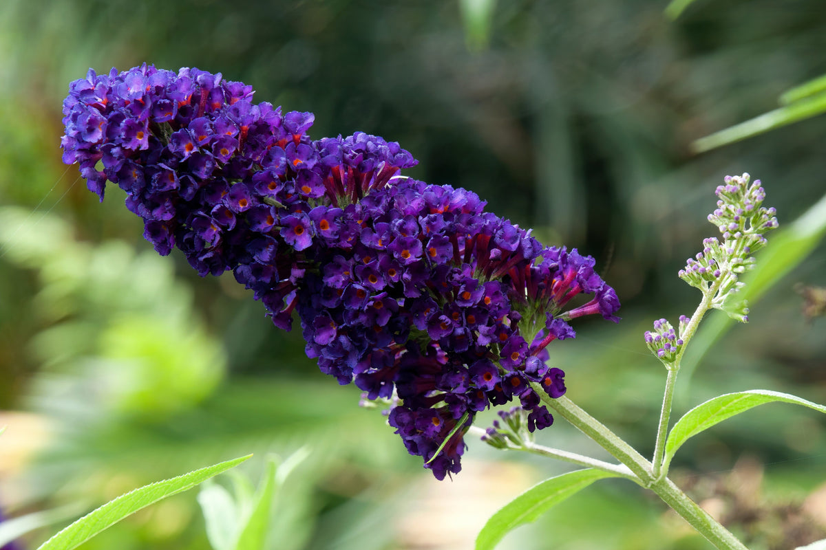 50 semillas de arbusto de mariposa morado oscuro Buddleja Davidii, arbusto de colibrí con flores fragantes