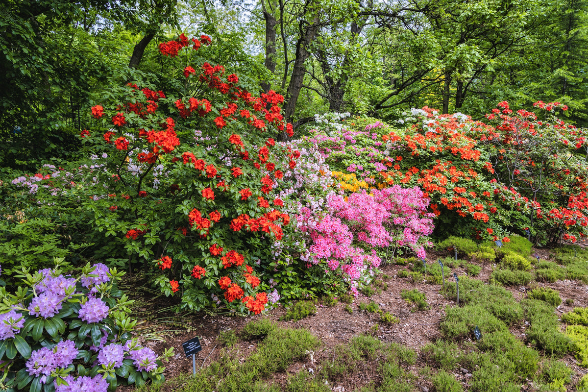 50 HÍBRIDOS MIXTOS DE RODODENDRO spp. Colores variados: rojo, rosa, morado, blanco, amarillo y naranja. Florece al sol o a la sombra. Semillas de arbusto.